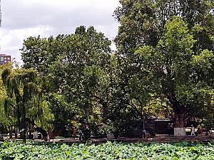 Kunming - Parc Cuihu - 47